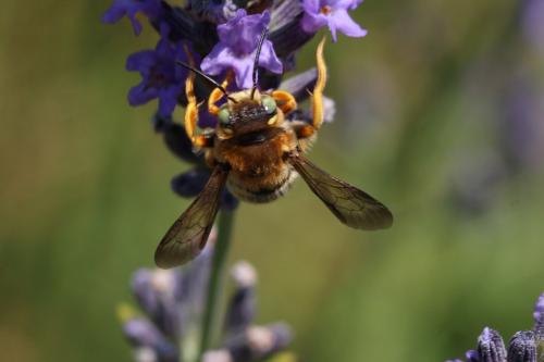 Trachusa integra